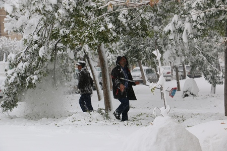 برف روبی درختان توسط پرسنل متعهد واحداستان اردبیل